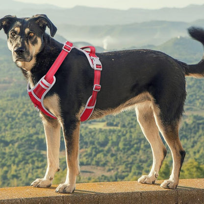 Dog Harness and Leash Set – Adjustable Dog Collar and Vest Harness for Dogs, Durable Pechera Para Perros Medianos – Arnes Perro with Leash– S, M, L, XL Dog Harness and Leash Set